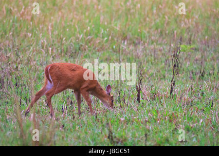 Barking deer or Muntiacus muntjak in a field of grass Stock Photo