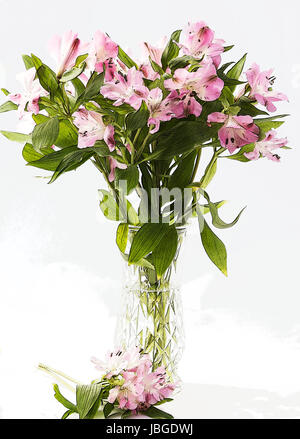 Pink Peruvian lily in a vase on white background Stock Photo