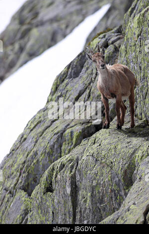 Ibex, Capra Ibex, perched on high mountain cliffs against a white snow background Stock Photo