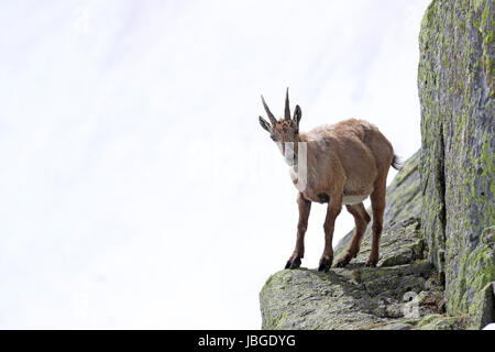 Ibex, Capra Ibex, perched on high mountain cliffs against a white snow background Stock Photo