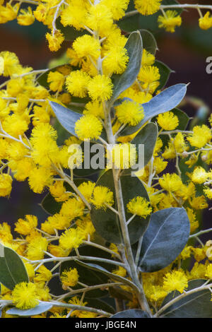 Pearl acacia flowers Stock Photo