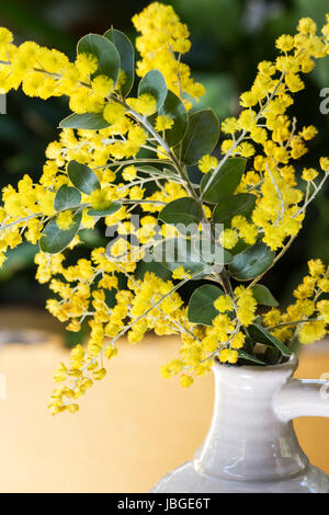 Pearl acacia flowers Stock Photo