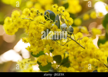 Pearl acacia flowers Stock Photo