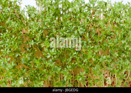 Cress seedlings isolated on white background Stock Photo