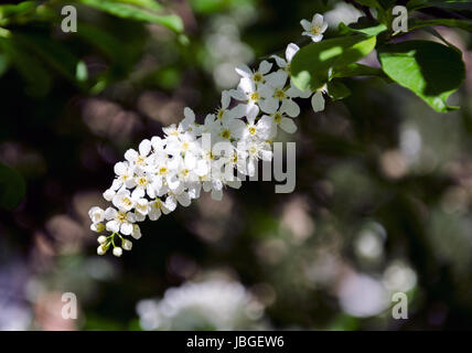 This is hackberry flowers. Prunus padus, known as Bird Cherry or Hackberry, is a species of cherry, native to northern Europe and northern Asia. Stock Photo