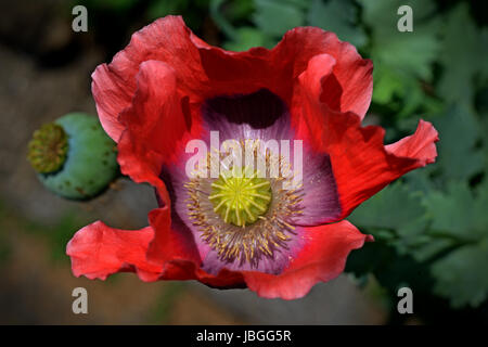 Looking into a Pink poppy Stock Photo