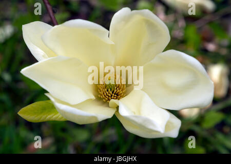 A single yellow magnolia blossom Stock Photo