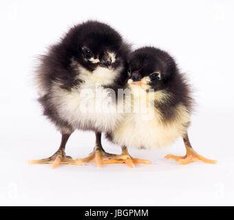 An Australian Baby Chicken Stands with Sibling Alone Just a Few Days Old Stock Photo