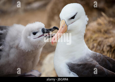 Black browed albatross and chick on New Island, Falkland Islands Stock Photo