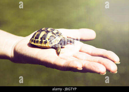 Small turtle in the palm of hand Stock Photo
