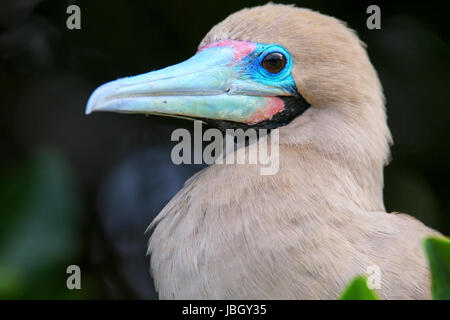 Portrait of Red-footed Booby (Sula sula) on Genovesa island, Galapagos National Park, Ecuador Stock Photo