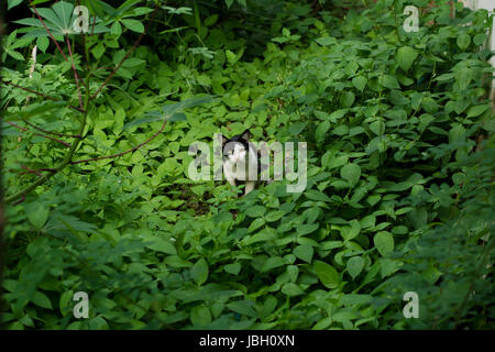 Cat in the forest Stock Photo