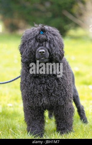 Black poodle looking towards camera while standing outside on grass. Stock Photo