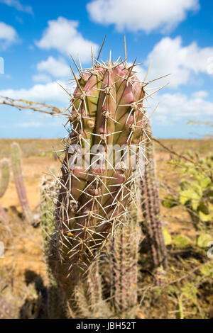 Closeup view of a cactus near Punta Gallinas, La Guajira, Colombia 2014. Stock Photo