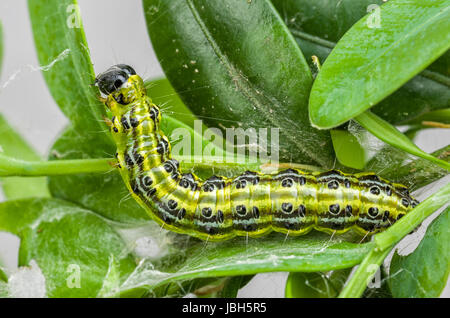 Raupe des Buchsbaumzünslers (Cydalima perspectalis) Stock Photo