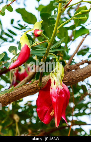 Vegetable Humming Bird Sesban Agasta (Sesbania grandiflora Desv. in science name or Dok Kae in Thai) Stock Photo