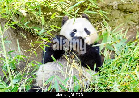 A cute adorable lazy baby giant Panda bear eating bamboo. The Ailuropoda melanoleuca is distinct by the large black patches around its eyes, over the ears, and across its round body. Stock Photo