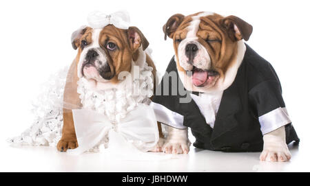 dog bride and groom puppies Stock Photo