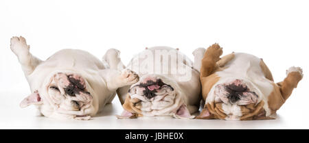 three tired english bulldogs laying on their backs Stock Photo