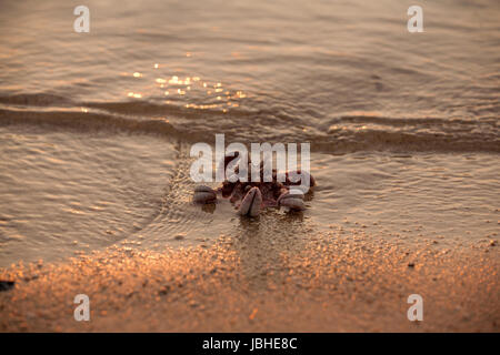 Starfish on yellow sand beach Phu Quoc island of Viet Nam Stock Photo