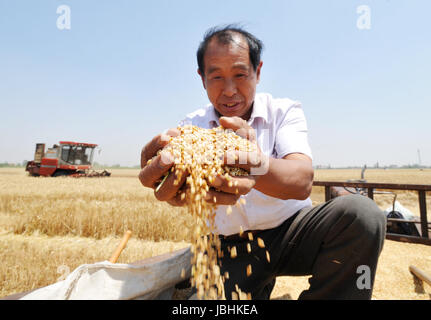 Cangzhou, China's Hebei Province. 11th June, 2017. A farmer arranges harvested wheat in Nanpi County, north China's Hebei Province, June 11, 2017. More than 70 percent of summer wheat have been harvested across the country. Credit: Mu Yu/Xinhua/Alamy Live News Stock Photo