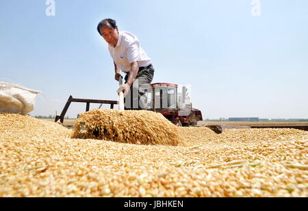 Cangzhou, China's Hebei Province. 11th June, 2017. A farmer arranges harvested wheat in Nanpi County, north China's Hebei Province, June 11, 2017. More than 70 percent of summer wheat have been harvested across the country. Credit: Mu Yu/Xinhua/Alamy Live News Stock Photo