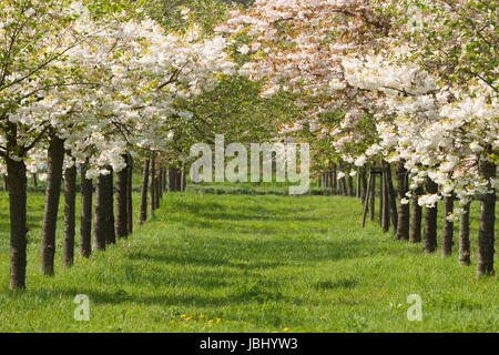 Blühende Kirschbäume in einer Plantage Stock Photo