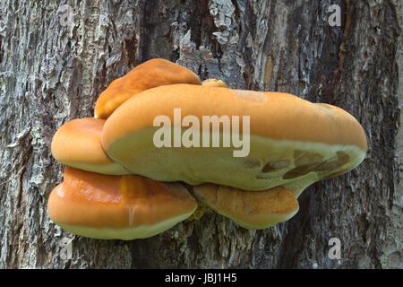 Young Polyporus sulphureus (Shelf fungus) Parasitic Mushroom Stock Photo