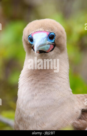 Portrait of Red-footed Booby (Sula sula) on Genovesa island, Galapagos National Park, Ecuador Stock Photo