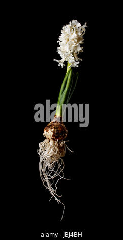 Hyacinth flower buds and roots isolated on black Stock Photo