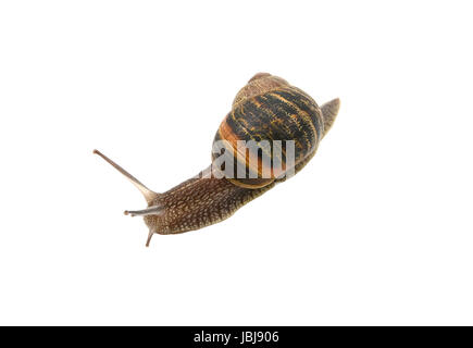 Closeup of a garden snail with tentacles extended, isolated on a white background Stock Photo