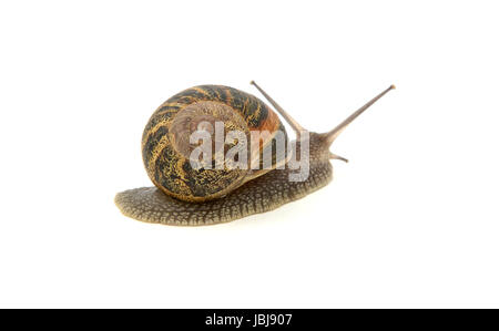 Garden snail crawls away, isolated on a white background Stock Photo