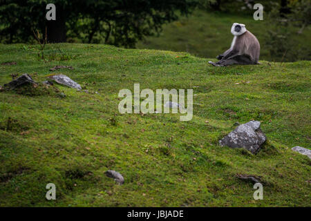 A Langur monkey near the of Himalayan town of Munsyari in Northern India. Stock Photo