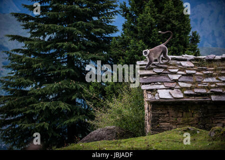 A Langur monkey near the of Himalayan town of Munsyari in Northern India. Stock Photo