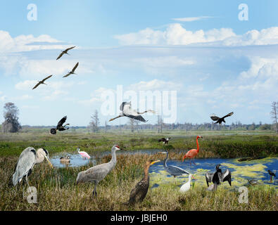 Florida Wetlands Collage With Birds And Animals Stock Photo