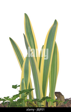 hymenocallis littoralis or Spider Lily leaf on background