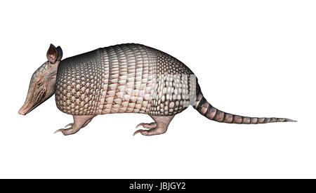 3D digital render of a Armadillos, a New World placental mammal with a leathery armor shell, isolated on white background Stock Photo