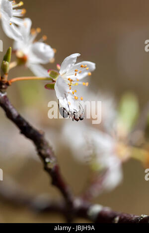 Ameise auf einer Mirabellenblüte in einer Makroaufnahme Stock Photo