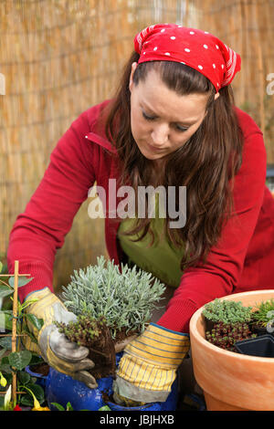 Woman with a red headscarf gardening and putting lavender in a flower pot in front of a bamboo fence. Stock Photo