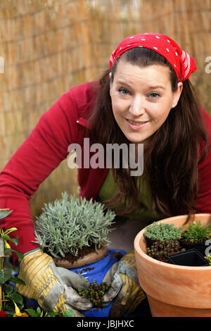 Woman gardening and putting lavender in a flower pot in front of a bamboo fence. Stock Photo