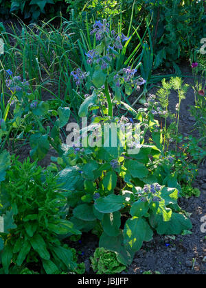 Borage (Borago officinalis) plant with flowers (Suzanne's vegetable garden, Le Pas, Mayenne, France). Stock Photo