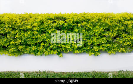 Hedge Wall and Grass Abstract Stock Photo