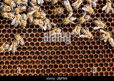 Close up honeycombs. Many bees on honeycomb Stock Photo