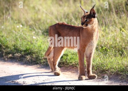 African Lynx or Caracal standing in the afternoon sun light Stock Photo