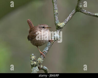 Wren, Troglodytes troglodytes, perched on a lichen covered stick, UK Stock Photo