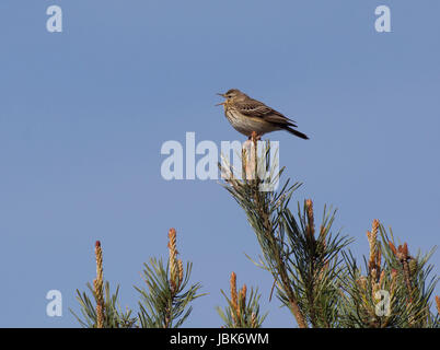 Tree Pipit, Anthus trivialis, calling from top of pine tree in Arne, Dorset, UK Stock Photo