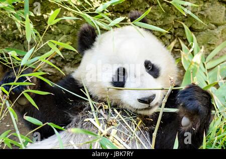 A cute adorable lazy baby giant Panda bear eating bamboo. The Ailuropoda melanoleuca is distinct by the large black patches around its eyes, over the ears, and across its round body. Stock Photo