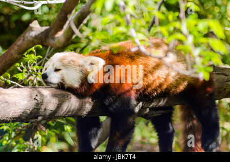 A beautiful red panda lying on a tree branch sleeping stretched out with its legs hanging dangling down. The red cat bear has a white mask and red brown coat and is called hun ho in Chinese meaning fire fox. Stock Photo