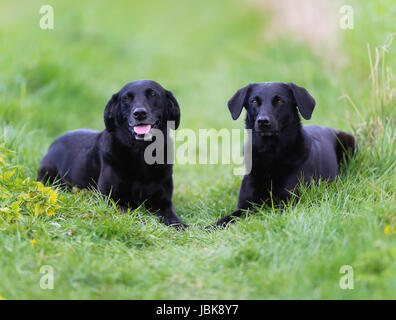 Shot of purebred dogs. Taken outside on a sunny summer day. Stock Photo