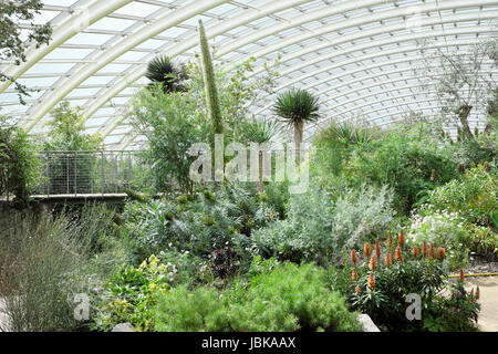 Norman Foster Great Glasshouse interior at the NATIONAL BOTANIC GARDEN OF WALES UK   KATHY DEWITT Stock Photo